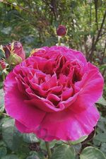 ������ ���� ������� � ������ �������. ����