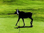����� ��� ������������ �������� ������. ����